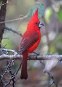 Cardinalis phoeniceus